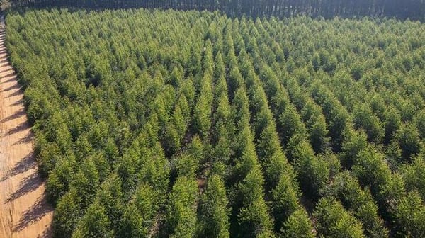 Pine plantation