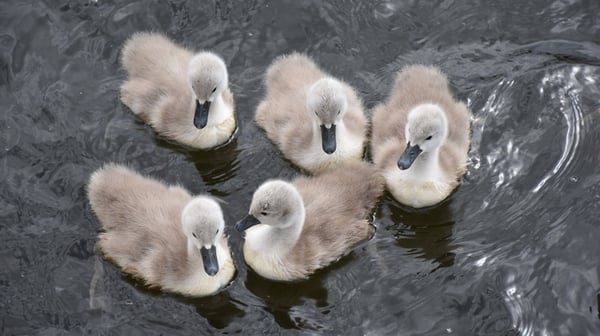 five swans