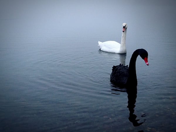 swan on water