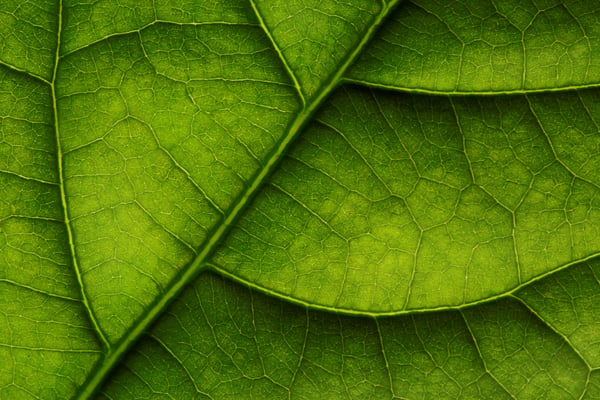 close up of leaf