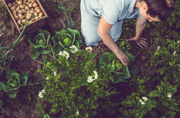 vegetable patch