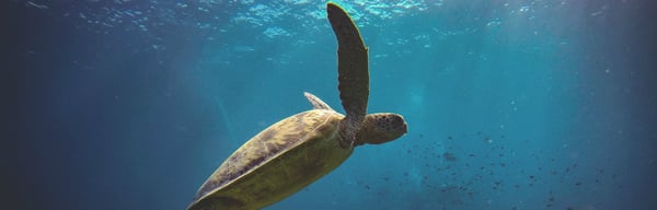 sea-turtle_1400x450.jpg