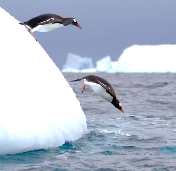 diving-penguins_istock_472171085.jpg