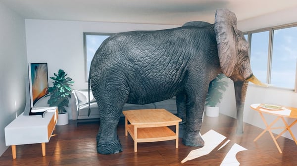 elephant in the room