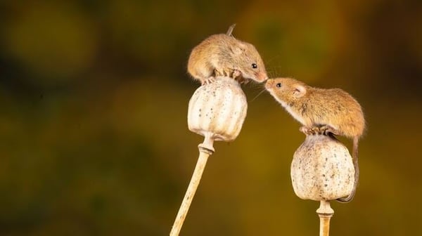 Field mice