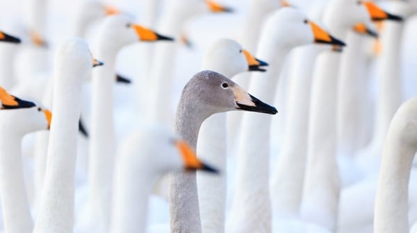 grey swans