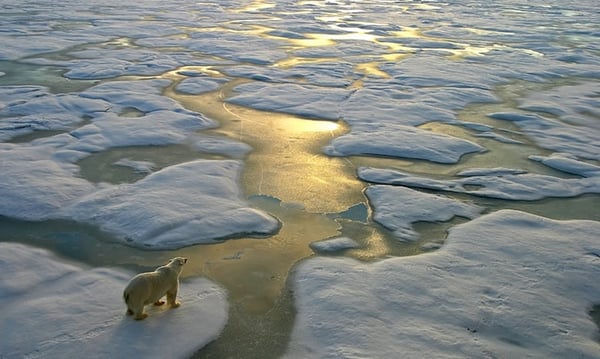 polar-bear-on-ice-arial-view-2.jpg