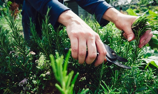 trimming-plant-780.jpg