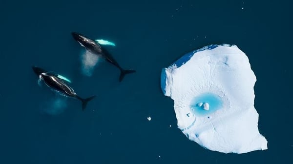 Icebergs whales