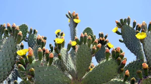 Cactus plants