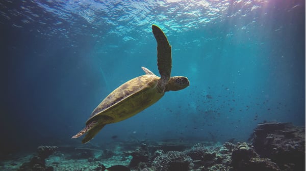 Sea Turtle